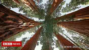 California's fires threaten to ravage mighty sequoia forests