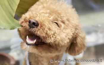 Truffa con il barboncino: vittima un uomo di Gallarate - InformazioneOnline.it