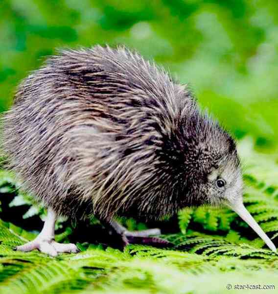 New Zealand – gearing up for challenges ahead