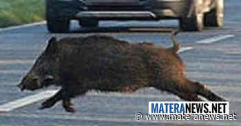 Incidente sulla Bradanica: bus travolge cinghiale che attraversava la strada! - Matera News