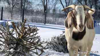 Your Christmas tree could make hungry goats 'do a little happy dance'