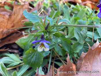 Maine Gardener: Sure, it's pleasant to have warm days into December … if it weren't for climate change - Kennebec Journal & Morning Sentinel