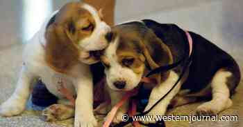 If You Thought Fauci's Beagle Torture Experiment Was Bad, Look Where He Reportedly Sourced the Pups