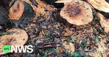 Dendermonde vraagt uitleg aan De Vlaamse Waterweg: "Waarom worden zoveel bomen gekapt op onze dijken?" - VRT NWS