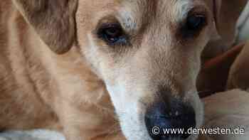 Hund in Essen erduldet schlimmes Schicksal – es endet traurig - derwesten.de - DER WESTEN