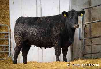 Former rugby star to host sale of select Angus heifers - Agriland.ie