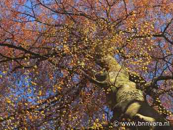 Uit elk raam zie je een boom in Frederiksberg - Vroege Vogels - Zembla