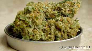 Quale erba legale comprare e dove? - CiaoComo.it