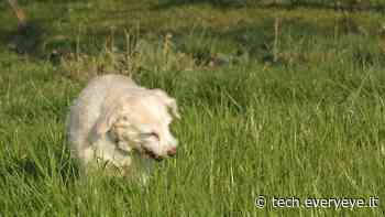 Perché i cani mangiano l'erba? La risposta è più complessa del previsto - Everyeye Tech