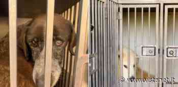 Cani trasferiti da Selargius a un canile dell'Oristanese| Cagliari - vistanet