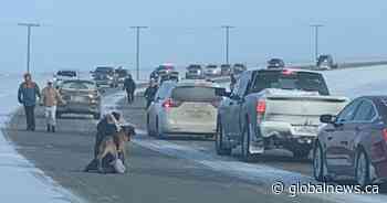 Missing Saskatoon dog reunited with family, brings community together - Globalnews.ca