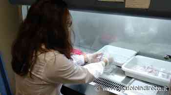 Coronavirus, 92 positivi nei comuni del Cuoio. Più di 20 a Fucecchio e San Miniato - IlCuoioInDiretta - IlCuoioInDiretta