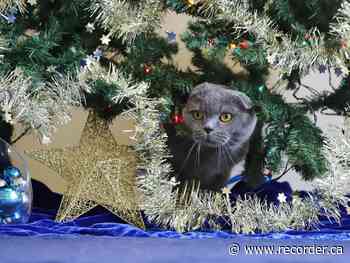 Paw it Forward Howliday Auction supports Ontario SPCA Renfrew County Animal Centre - Brockville Recorder and Times