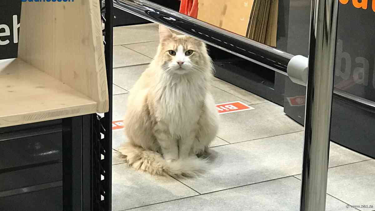 Darmstadt: Seit Sonntag vermisst: Sorge um Stadtkater Einstein - BILD