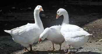 Kronach: Gans mit massiven Bauchverletzungen gefunden - wurde das Tier absichtlich getötet?
