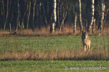 Nieuwjaarsweekend drukste weekend ooit voor wolvenmeldpunt