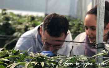 Israeli startup aims to light medical cannabis patients’ way through hazy system - The Times of Israel