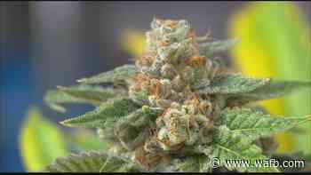 Smokable medical marijuana now available for Louisiana patients - WAFB