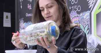 Montana medical marijuana users concerned as recreational cannabis becomes legalized - KXLF Butte News