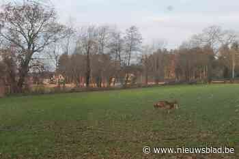 Wolf zwerft ook rond in Kasterlee