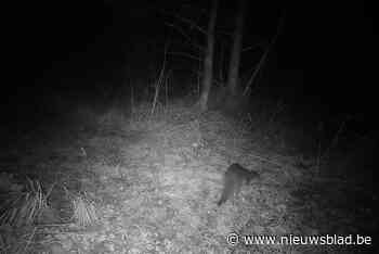 Nieuwe waarneming van otter in Rupelstreek