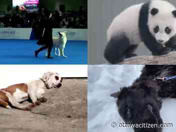 The most adorable animals on the internet in 2021 | It's not all bad news year-end recap