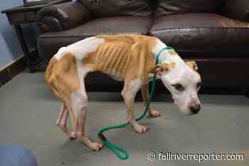 Massachusetts bill would increase punishment against animal cruelty offenders - Fall River Reporter