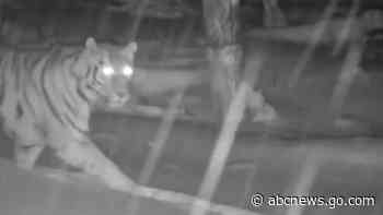 WATCH:  Rare Siberian tiger, cubs caught on camera