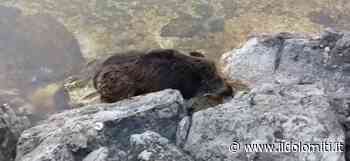 Cinghiale ferito si avvicina al lago di Garda per bere (VIDEO), abbattuto dalla polizia - il Dolomiti