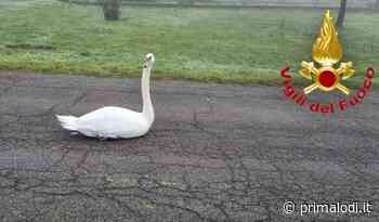 Cigno ferito a un'ala vaga sulla Provinciale, salvato dai Vigili del fuoco - Prima Lodi