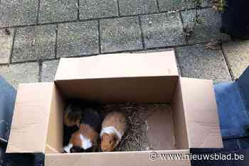 Nieuw jaar begint voor Britt met… drie cavia-vondelingen op de stoep