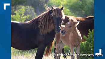 Wild horse dies after being hit by car in the Outer Banks
