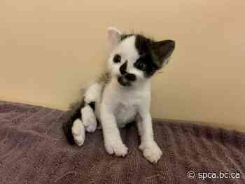 Double your impact for tiny kittens like Forest - BC SPCA