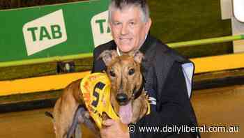 Jungle Deuce has broken the Dawson Park track record - Daily Liberal