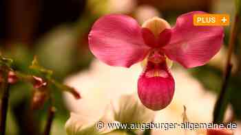 Neu-Ulmer Orchideentage sollen trotz Corona im Februar stattfinden - Augsburger Allgemeine