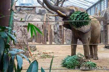 Dresden: Hart am Rüssel, nadelig im Abgang - Ä Tänn'chen für unsere Elefanten - TAG24