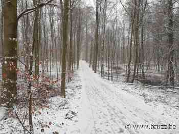Parket Halle-Vilvoorde zoekt verdachte van aanrandingen in Zoniënwoud - BRUZZ
