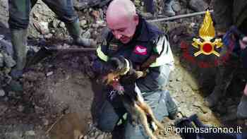 Lomazzo, inseguono la volpe ma finiscono incastrati: salvati due cani - Prima Saronno