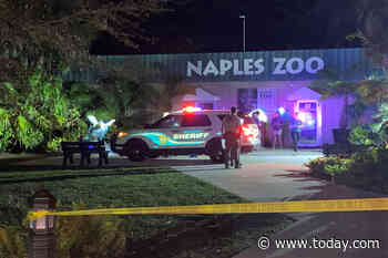 Worker attacked by tiger at Florida zoo could face charges, officials say