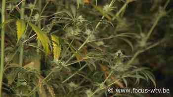 Tot vier jaar cel gevorderd voor cannabisplantage in Veurne - Focus en WTV