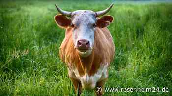 Heumilch - gut für Mensch, Tier und Natur