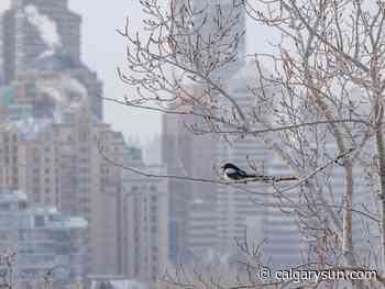 On The Road with Mike Drew: Calgary, Albrrrrrrrrrrrrrrrrrrrrta! - Calgary Sun