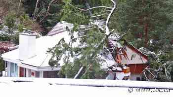 2 dead after large tree falls on house in West Vancouver