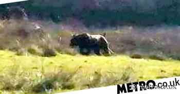 'Harmless' big cats 'scavenging for food like foxes' in UK countryside - Metro.co.uk