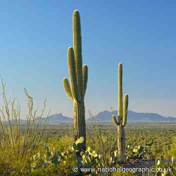 Is Tucson the best city for Mexican food in the US? - National Geographic UK