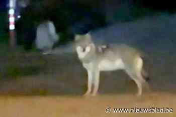 Wolf Asterix wellicht ook in Dessel gespot