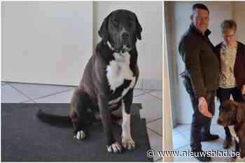 Zorro bijna drie dagen spoorloos door vuurwerk: “We hebben onze ‘kleine’ eindelijk terug”