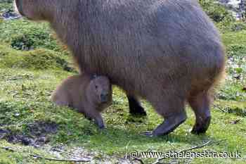 Zoo celebrates arrival of capybara pups during 'perfect' weather - St Helens Star