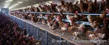 Des milliers de poulets euthanasiés en raison du manque de main-d’œuvre