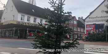 Tannen in Waltrop dürfen geplündert werden – am Montag geht es los - Recklinghäuser Zeitung